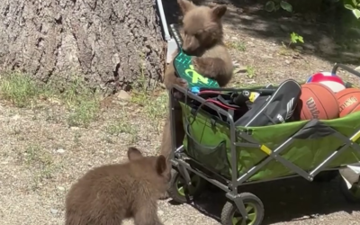 Watch Now: Adorable Black Bear Cubs Play with Pickleball Paddles at Lake Tahoe Cabin