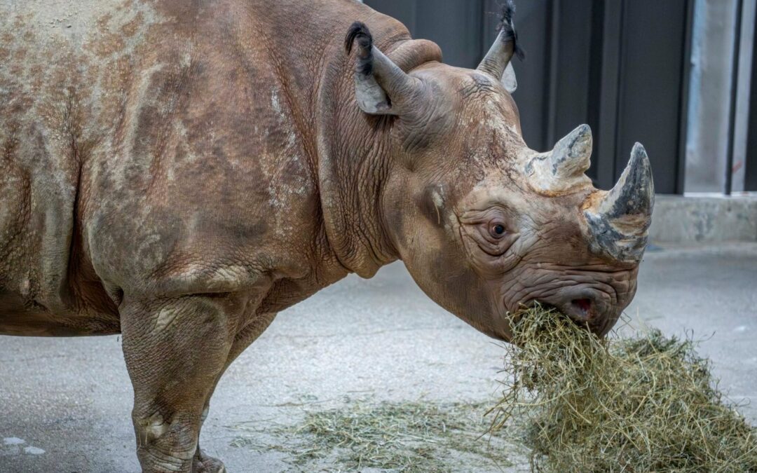 Milwaukee County Zoo Welcomes Two Critically Endangered Black Rhinos