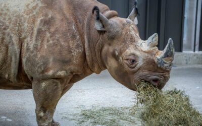 Milwaukee County Zoo Welcomes Two Critically Endangered Black Rhinos