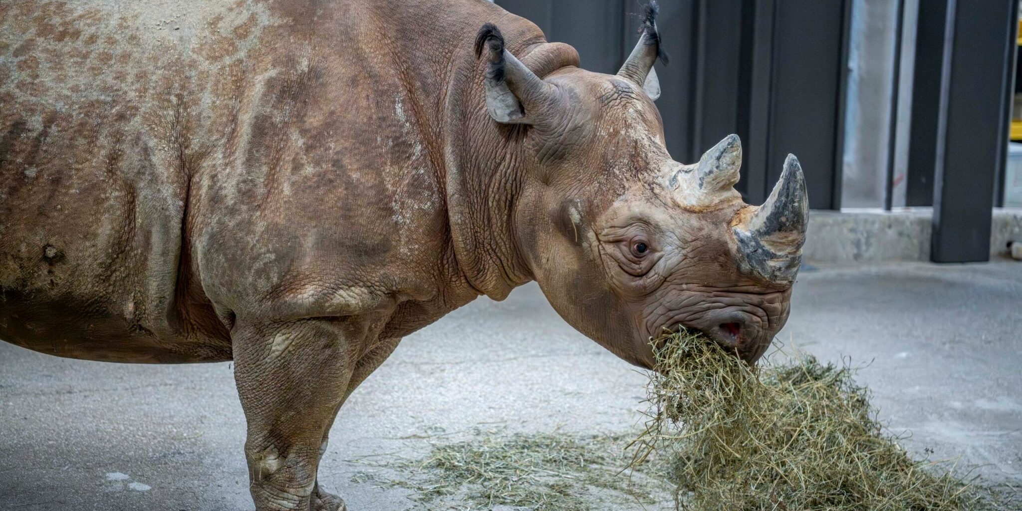 Rhino-Zuri-10-2025-0096240-E-scaled-1-2048×1366